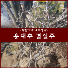 대추나무분재
