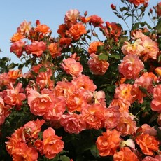 사계넝쿨장미 웨스터 랜드 6치포트 연어빛 주황색 큰꽃 진한향 노지월동, 1개