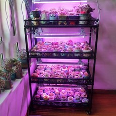 햇빛아래식물등