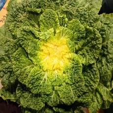 하나네야채 특품 완도봄동배추, 1박스, 4kg
