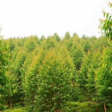 유칼립투스씨앗