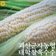 대학찰옥수수가격