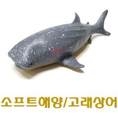 소프트고래상어친구들