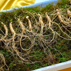 한국산삼원 5년근 30뿌리 부모님선물 지인선물 산삼 산양산삼 장뇌삼 황절삼 신선보장 건강증진 부모님 지인 선물추천