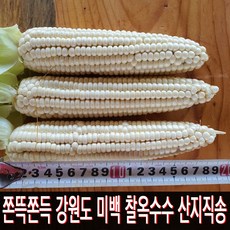 쫀득쫀득 치악산자락 강원도찰옥수수 30개 50개 새벽수확 산지직송