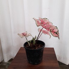 꽃파는농부 - 칼라디움 스플레쉬 오브 와인, 1개
