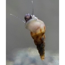 뾰족달팽이 20마리
