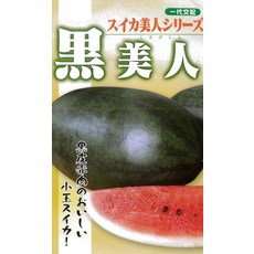 후타바 종묘 [일대 교배] 西瓜 黒美人 (수박), 1개