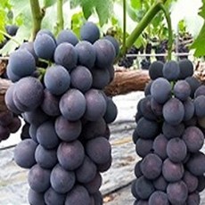 자옥포도