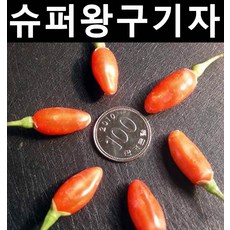 슈퍼왕구기자 삽목2년(뿌리) 결실주 3개/나무 묘목/약용/특용수