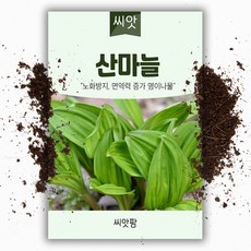 씨앗팜 산마늘/명이나물 씨앗 (50립), 1개