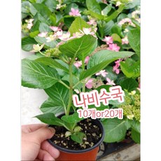 크레욜라나비꽃