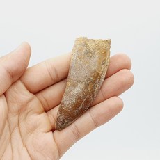 카르카로돈토사우루스