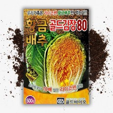 [모종심는아빠] 라이코펜 고함량 가을김장용 황금배추 골드김장80 종자500립, 1봉