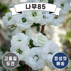 장미조팝
