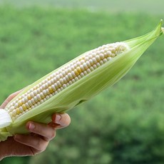 팜쿡 [팜쿡] 산지직송 괴산 대학찰옥수수 17cm 내외, 15개