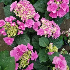 [용이네 화원] 핑크색상의 봄의여왕 장미수국 095 화원 농원, 1개