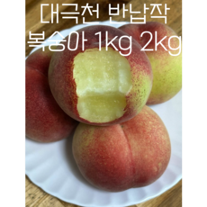 대극천 반납작 복숭아 1kg 2kg 납작복숭아 딱딱이 말랑이 신비복숭아 거반도 대극천 천도 백도 황도 하우스 납작 반납작, 대극천 반납작 복숭아 2kg, 1개