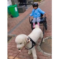 차를 당기는 개는 개를 걷는 사람을 데려 갈 수 있습니다, 3 개 차량에는 30 개의 40 세트가 들어 있습니다, 1개