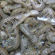 남해 자연산 생물 쏙 갯가재 털치 설개 바다가재 1kg 산지직송