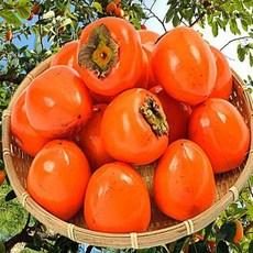 고당도 당도보장 달콤한 대봉감 감중에 으뜸 햇 대봉 홍시 감 7kg 1개
