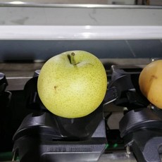 대추방울토마토선별기