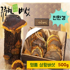 친환경인증 국산 상황 버섯 명품 상황버섯균사체 원물 베타글루칸 상황버섯차 100% 뽕나무 목질진흙버섯 종류 펠리누스린테우스 먹는방법 끓이는법 효능 무농약 류충현약용버섯 면역 365, 1세트, 500g