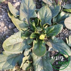 남해 시금치 노지 시금치 1KG, 1개