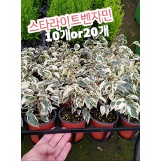 칼라벤자민
