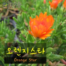 [허브여울송엽국] 오렌지스타(Orange Star 나무송엽국) 지름 9cm 소품화분