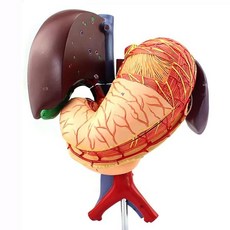 의대생 PVC 인체 간 담관 비장 위 모델 의료 해부학 학교 6 개 부품
