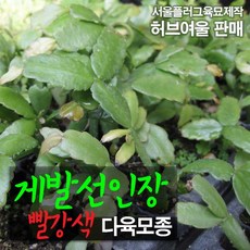 뜨개선인장