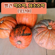 [충북 진천] 붉은 약호박 빨간호박 화초호박 관상호박 할로윈호박, 1박스, 6kg(못난이, 4~6개)