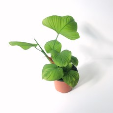 필로덴드론베멜하