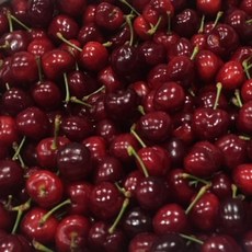 생체리 1kg 2kg 왕특 캘리포니아 고당도 프리미엄 체리 특품 수입과일 9.5ROW, 일반크기 체리(10R) 500g