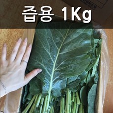 친환경 유기농 무농약 케일 (즙용/쌈용...