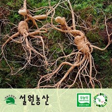 [친환경+저탄소]강원 산양삼 산양산삼 장뇌삼 5년 10뿌리 일반포장 임업진흥원 합격증 부착 1개 상품 이미지