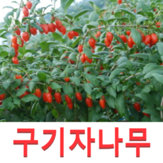 (성실G)구기자나무 묘목 삽목2년 10그루