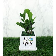 그린조아 개업 선물 실내 공기정화식물 화분 맞춤형 축하 메세지 꽃화분 배달 입주 집들이 이사 가게오픈 카페 식당 승진 사무실, 율마, 쇼핑백X, 1개