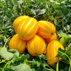 <산지직배송>성주 진이네참외 실속형중과 중소과 11KG 1박스 도전!!, 가정용 중과10kg(31~40과)