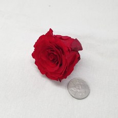 홍대플라워바이네이키드pkg