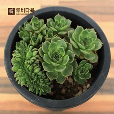 //상품명