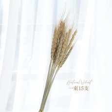 해외 천연보리 드라이 플라워 사진 촬영 소품 장식 세트, 옵션01
