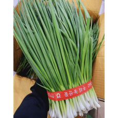 국내산 보성 신선한 깐쪽파 1단 2단 3단, 1개, 1kg