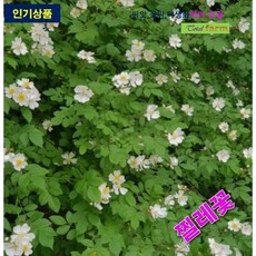 루드락샤 TOP01