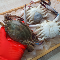 활꽃게1kg