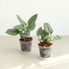 스킨답서스트루비