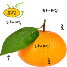 [유나네과수원] 제주 햇 노지감귤  중대과외 리뷰후기