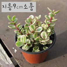 고무신다육이키트