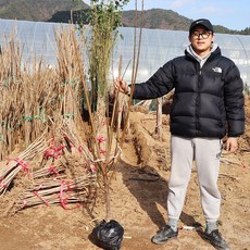 왕매실나무 묘목 홍매실 접목4년생 결실주 원예 과실수